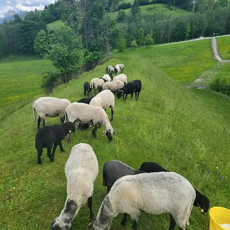 Bauernhof - Beim Zefferer Homestay Schladming