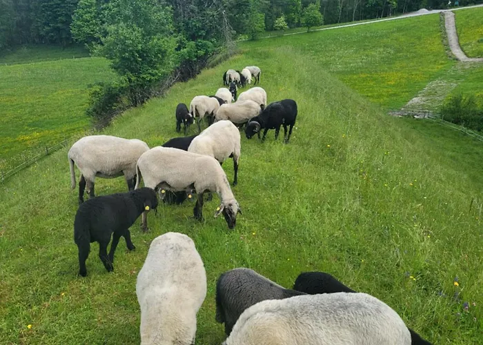 Bauernhof - Beim Zefferer Pansiyon Schladming
